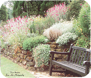 Wooden bench in garden