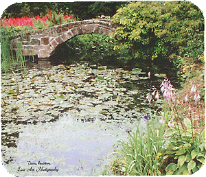 Stone bridge over lily pond.