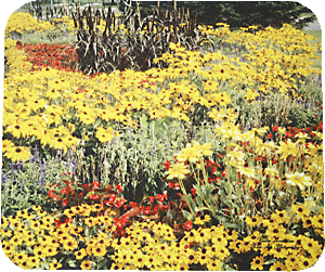 Rudbeckia Display