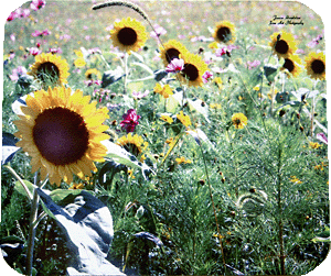 Sunflowers and Cosmos