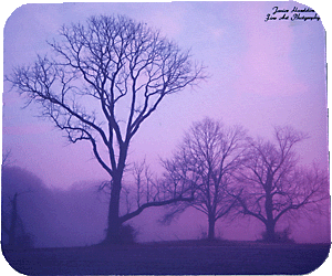 Winter Tree Sunrise.