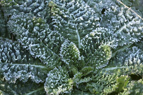 Frost on Teasel leaves