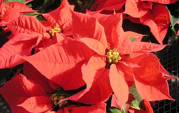 Bright red Poinsettia