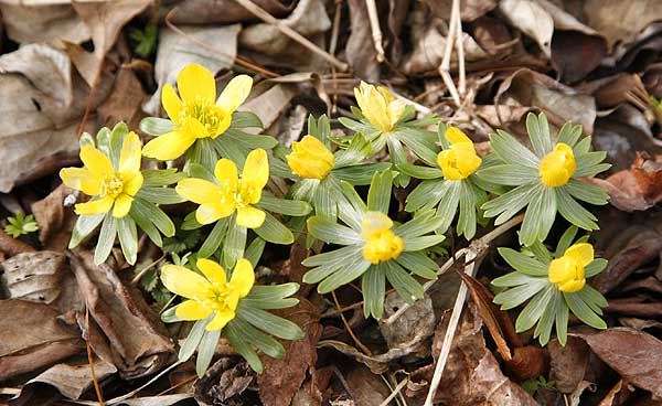 Winter aconites (Eranthus hyemalis) first flowers in spring.