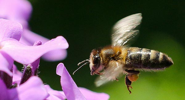bee-in_flight