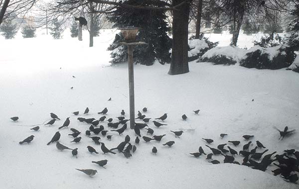 Feeding wild birds in the winter months.