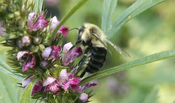 Saving The Pollinators – Part 1.
