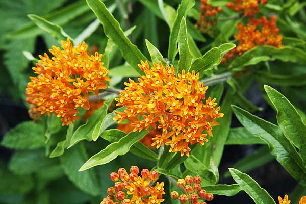 18 Reasons to grow BUTTERFLY WEED