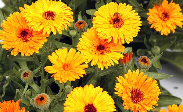 14 Reasons CALENDULA should be part of your summer garden.