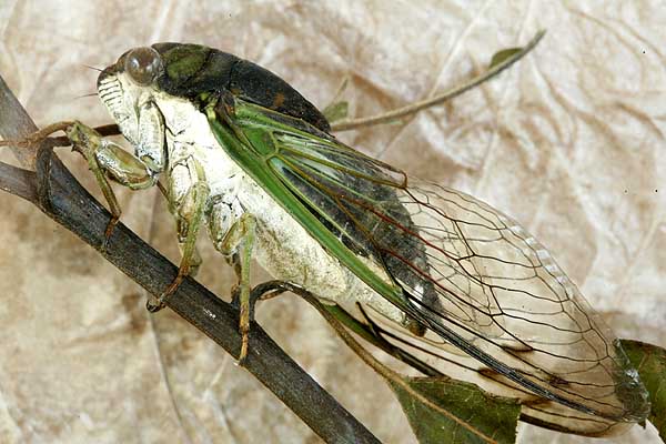 Green cicada