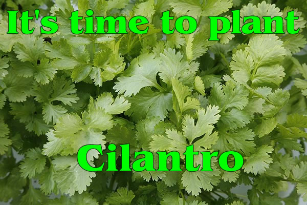 Time to plant your Cilantro
