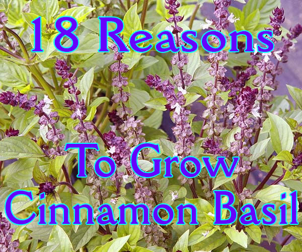 18 reasons to grow CINNAMON BASIL.
