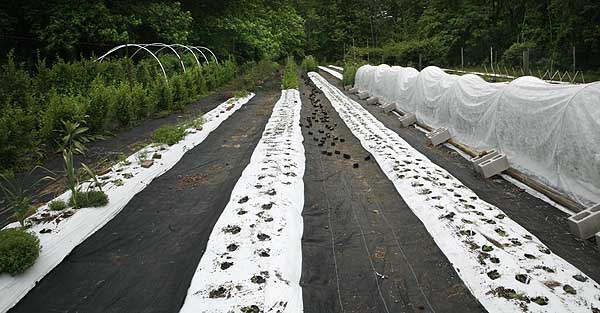 Showers And Thunderstorms Are Great Planting Weather.