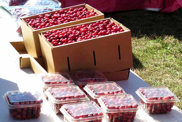 Fresh cranberries on sale