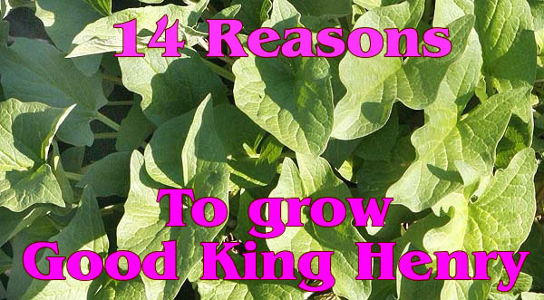 14 REASONS TO GROW GOOD KING HENRY.