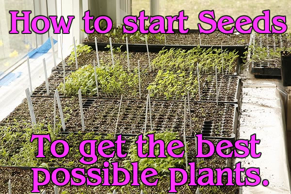 Its Time To Start Your Seeds!