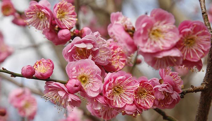 Japanese apricot flowers
