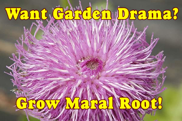 Want Garden Drama?  Grow Maral Root