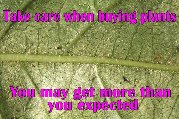 Take Care When Buying Plants