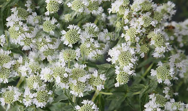 29 REASONS TO GROW MOUNTAIN MINT.