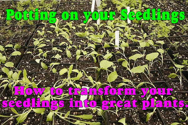 potted_on_seedlings_words