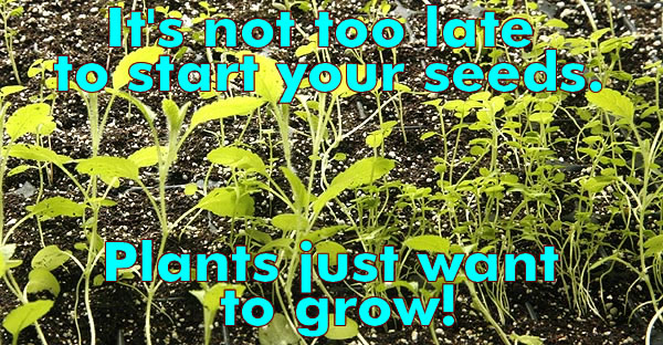 It’s Not To Late To Start Your Seeds.