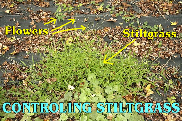 Dealing With Japanese Stiltgrass.