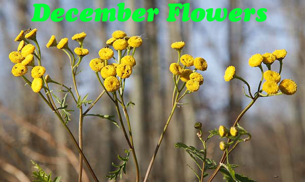 Bright yellow Tansy flowering in December