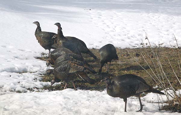 Join the world Counting birds this February