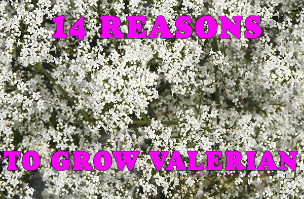 14 REASONS TO GROW VALERIAN. (Valerian officinalis)