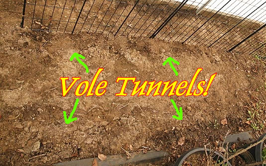 Vole tunnels in seeding row