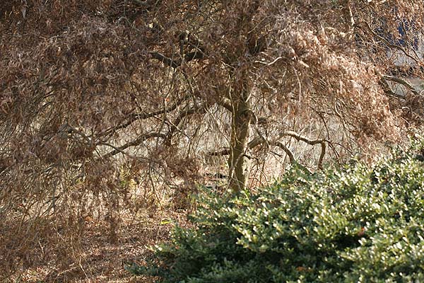 Winter shrubs and trees