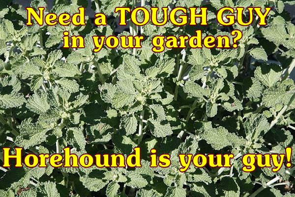 Horehound tough guy