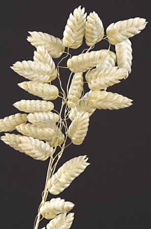 /graphics/Dried_flowers/Brizia_close1.jpg