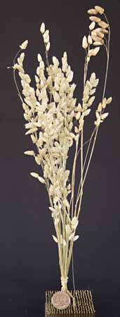 /graphics/Dried_flowers/Brizia_upright.jpg