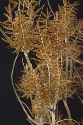 /graphics/Dried_flowers/Cyperus_close.jpg
