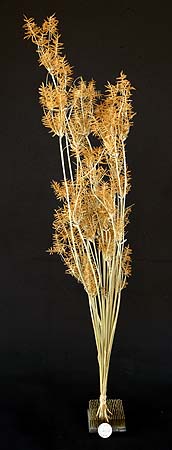 /graphics/Dried_flowers/Cyperus_upright.jpg
