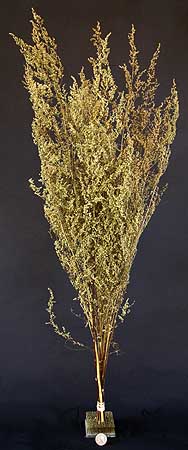 /graphics/Dried_flowers/artemisia_medium_upright.jpg