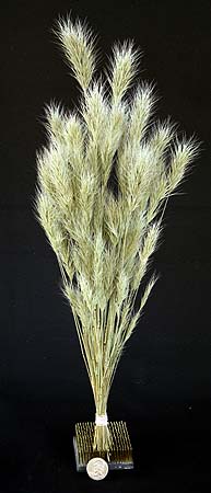 /graphics/Dried_flowers/bromus_upright.jpg