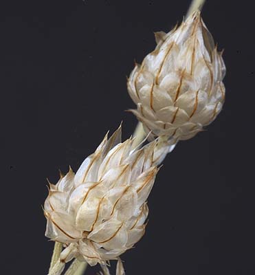 /graphics/Dried_flowers/catanche_close.jpg