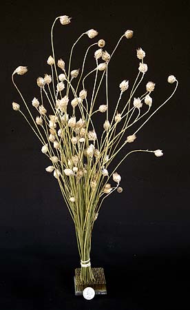 /graphics/Dried_flowers/catanche_upright.jpg