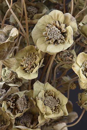 /graphics/Dried_flowers/chocolate_flower_close.jpg
