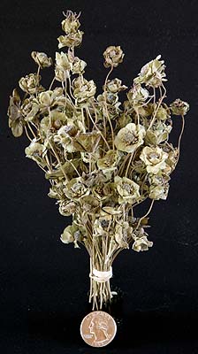 /graphics/Dried_flowers/chocolate_flower_upright_L.jpg
