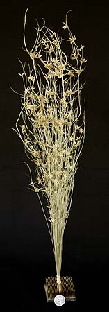 /graphics/Dried_flowers/cyperus_lupulinus_Lupright.jpg