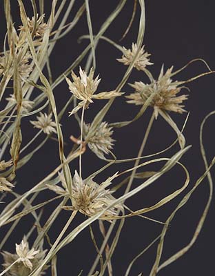 /graphics/Dried_flowers/cyperus_lupulinus_close.jpg