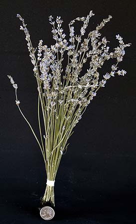 /graphics/Dried_flowers/lavenderL_upright.jpg