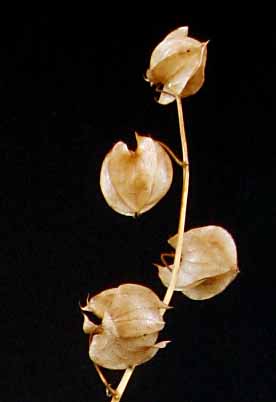 /graphics/Dried_flowers/shoo_fly_close.jpg