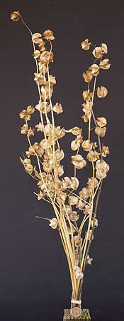 /graphics/Dried_flowers/shoo_fly_medium_upright.jpg