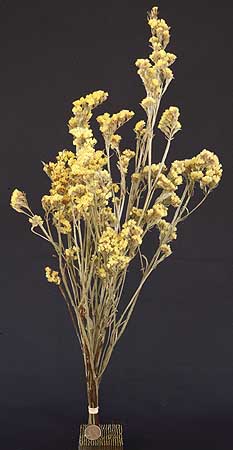 /graphics/Dried_flowers/statice_yellow_upright.jpg