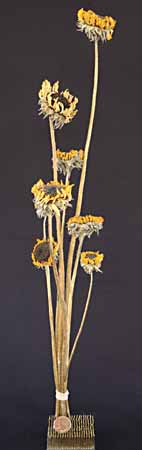 /graphics/Dried_flowers/sunflower_upright.jpg